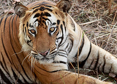 india tiger